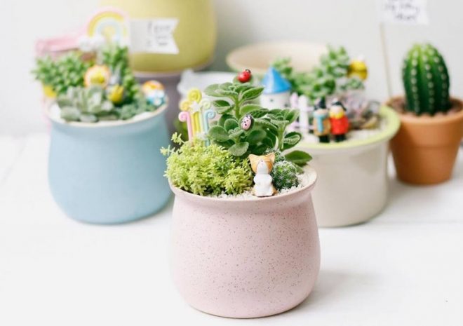 Chậu cây nhỏ để bàn